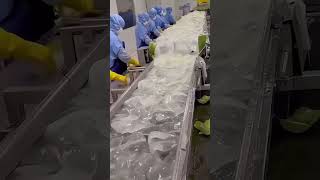 WOW SO THIS IS HOW ALOE VERA GEL IS MADE [upl. by Uot]