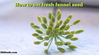 How to eat fresh fennel seed  Foeniculum vulgare [upl. by Annayat]