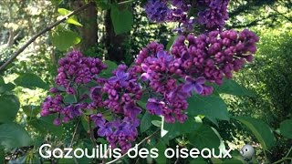 Gazouillis des oiseaux 🐦 [upl. by Nohs]