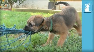 Hilarious Border Terrier Puppies Play With Yarn Are Not Cats  Puppy Love [upl. by Brentt]