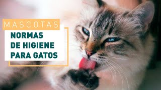 Cuidados del gato consejos para una correcta higiene  Verdecora [upl. by Razid]