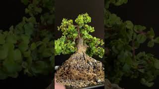 Saving My ‘River Tree’ Dwarf Jade Bonsai With an Emergency Repot Portulacaria Afra [upl. by Peisch]