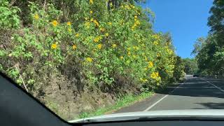 Sunflowers on Hunchy Road [upl. by Annahsad819]