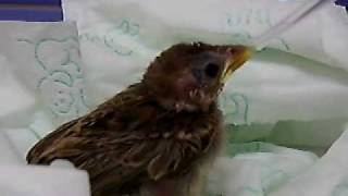 Home sparrow  fledgling who felt from its nest  דרור הבית  גוזל שנפל מהקן [upl. by Caughey]