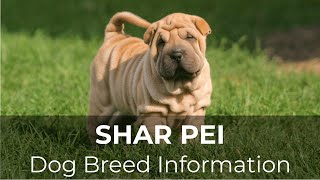 Chinese Shar Pei Information and Pictures  Chews A Puppy [upl. by Asalocin]