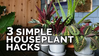 3 Simple Houseplant Care Tips to Keep Your Plants Healthy [upl. by Anerb992]