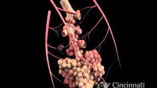 3D Alveoli  Showing atelectasis [upl. by Fidelis]