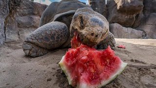 360 VR Galapagos Tortoises Attacking Watermelons [upl. by Attenehs]