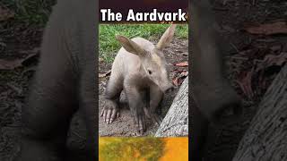 Fun Facts About The Aardvark animal aardvark [upl. by Goebel]