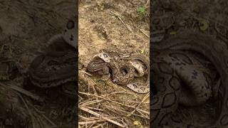 highly Venomous snakes releasingviralvideotrendingwildlifeyoutubeanimalsfarmingworld [upl. by Giorgi]