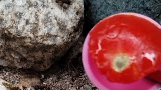 Feeding my ANTS eat Roma tomatoes for the first time [upl. by Gilford]