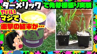 【肥料の使い方】マジか？この現実 ターメリックウコンを肥料に使ってみたら根も茎も物凄いことになった [upl. by Avruch]