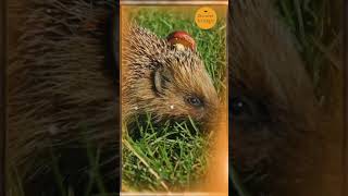 quotUnmasking Hedgehog Myths Essential Truths Revealed 🦔 mythbusters [upl. by Azal]