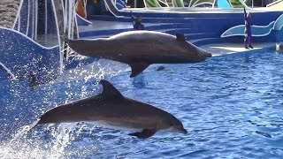 Dolphin Playtime Segment in Dolphin Days at SeaWorld San Diego 1617 [upl. by Hagerman]