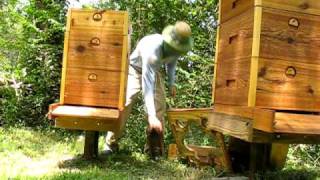 Russian Honey Bees Asheville NC [upl. by Aramas]