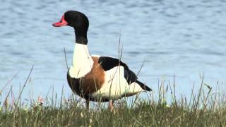 Brandgans  Tadorne de Belon  Common shelduck [upl. by Idnek]