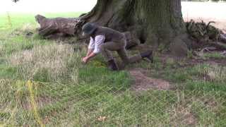 Ferreting evicting rabbits from some old Suffolk Oaks [upl. by Ytsirhk804]