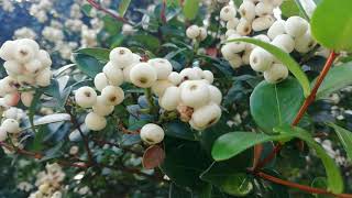 Yakul maran Tree Syzygium zeylanicum [upl. by Reinhold621]