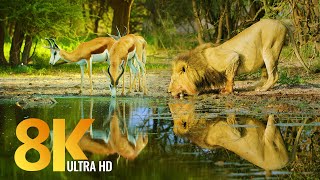 Amazing Wildlife of Botswana  8K Nature Documentary Film with music [upl. by Nnhoj]