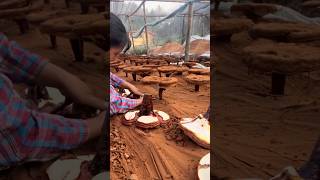 Beautiful REISHI Lingzhi Mushroom Harvesting satisfying RomFarm [upl. by Theodosia753]