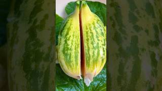 melon cutting fruit home village garden nature growth bangi desi trending reels healthy [upl. by Anivla]