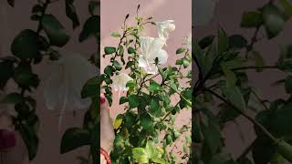 Flowering plantsthegrounddiaries gardening flowers plantcare [upl. by Adnara]