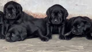 black labrador puppies for sale in delhi ncr  7428876405 [upl. by Adlih]