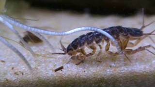 Asellus aquaticus waterlouse [upl. by Anilorac791]