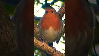 Robin redbreast [upl. by Lumbard217]