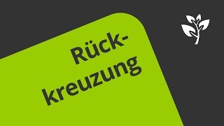 Rückkreuzung  Eine Erklärung  Biologie  Genetik [upl. by Rodolph772]