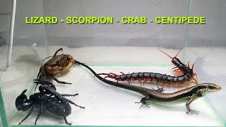 Scorpion Crab Centipede Lizard [upl. by Ludie460]