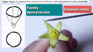 family apocynaceae  BSc 2nd year  MSc Botany [upl. by Mccoy]