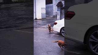 DogsCats Teach you how to drift cat funny dog [upl. by Notlrahc]