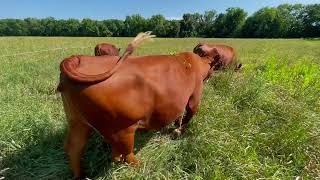 Lane 14 Johnson grass 20240701 two days rotationalgrazing regenerativefarming [upl. by Angelina270]