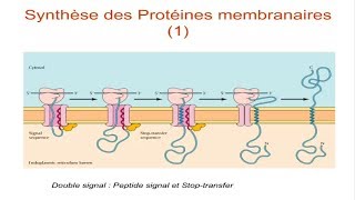 Les ribosomes et la synthèse protéique [upl. by Iris]