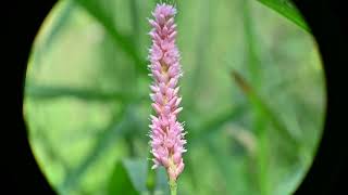 Persicaria amphibia Swamp Smartweed  The terrestrial form var emersa [upl. by Bobinette]