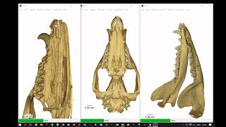 Skull and dental formula of the opossum [upl. by Fitzger]