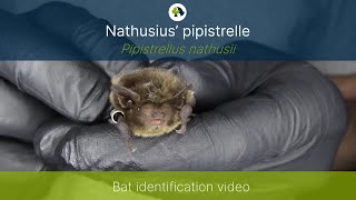 Nathusius’ pipistrelle Pipistrellus nathusii identification training video [upl. by Elrak269]