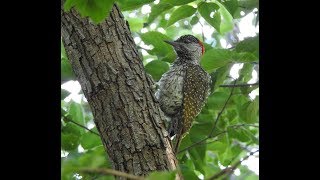 Goldentailed Woodpecker  Filmed by Greg Morgan [upl. by Tallula]