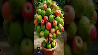 Grow Large Apples on a Guava Tree Using Grafting  S Fruit and Nature shortvideo shortsfeed [upl. by Millian457]