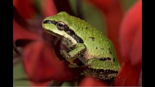 Pacific Tree Frog That Says quotRibbitquot [upl. by Anikram428]