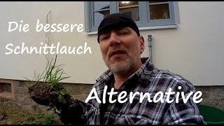 Schnittknoblauch anbauen Tipps zum Standort Pflege Aussaat Schnittlauch  Knoblauch Alternative [upl. by Darrow]