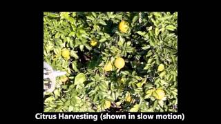 Robotic Citrus Harvesting [upl. by Cami]