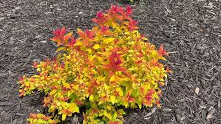 Spiraea Candy Corn Update [upl. by Jala]