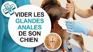 Tuto véto Comment vider les glandes anales dun chien  Conseils vétérinaires [upl. by Gilead225]