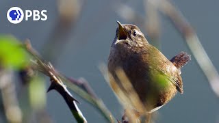 Footage Proves Female Songbirds Can Sing [upl. by Sanez]