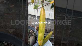 Homegrown Loofah Sponge [upl. by Grizel]