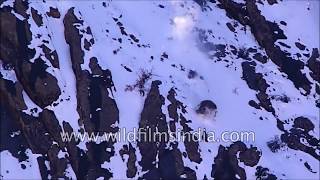 Rare footage  Snow Leopard drags Blue Sheep falls off cliff chasing it in Himachal mountains [upl. by Gereld772]