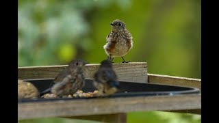 Maine Live Bird feeder Cam A close up view Lots of Bluebirds and Cardinals [upl. by Weir]