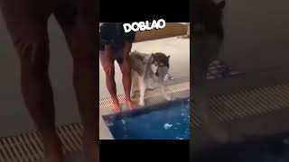 Tírate al AGUA 🐶🏊🏻‍♀️ Doblao estadoblao [upl. by Hirasuna]